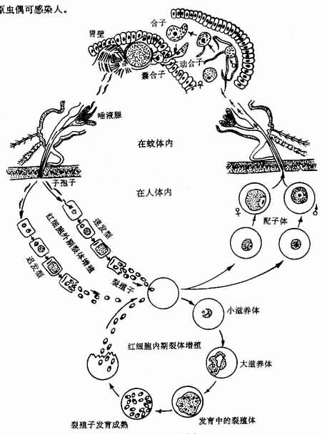 疟原虫生活史 