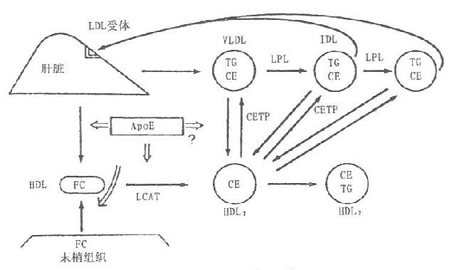 胆固醇逆转运系统