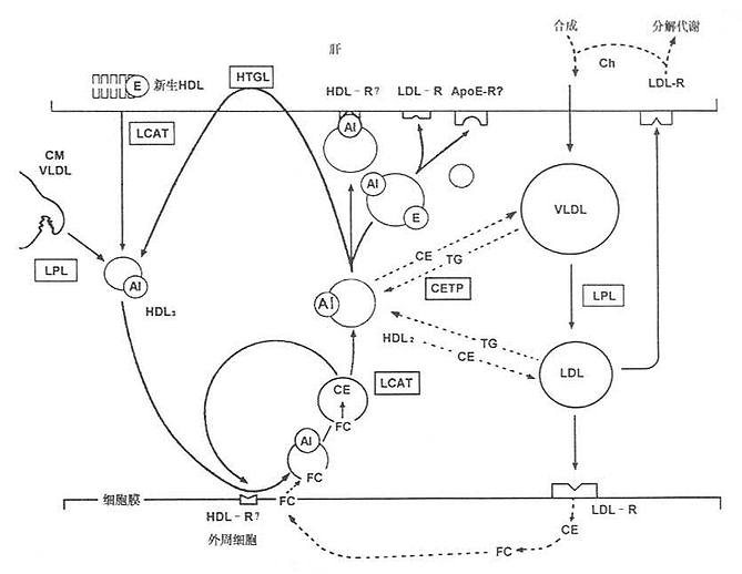 高密度脂蛋白代谢
