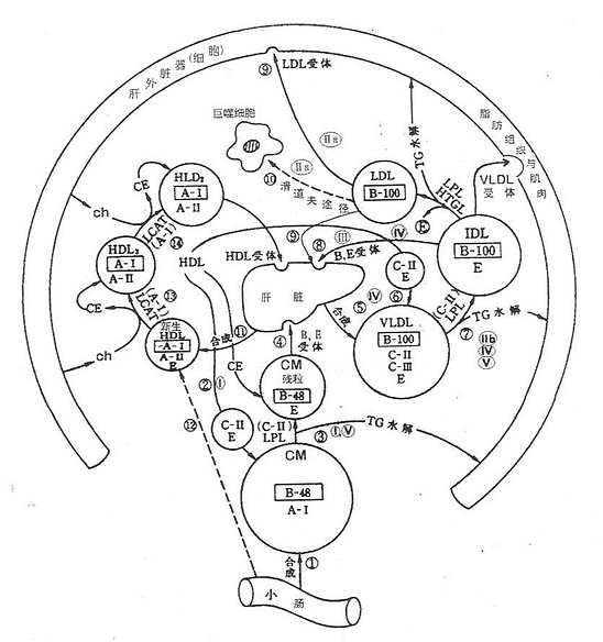 脂蛋白的主要代谢途径示意图