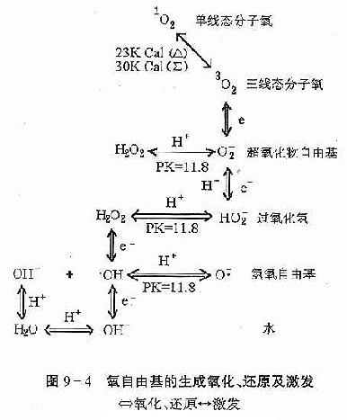 过氧化脂质使氧自由基的生成、氧化还原及激发过程