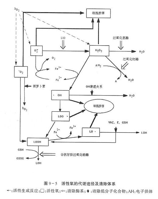 活性氧的代谢途径及清除体系