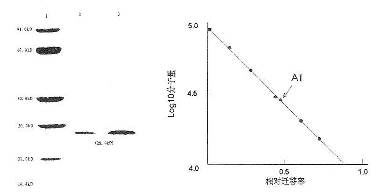 人ApoAⅠ分子量测定图（SDS-PAGE）