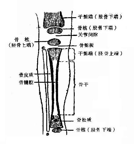 儿童长骨及关节X线解剖示意图