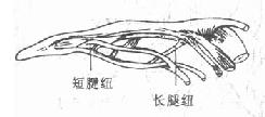 指屈肌腱的腱纽