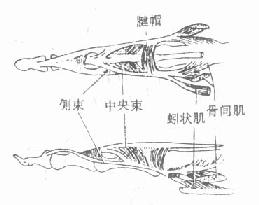 手指伸肌腱结构