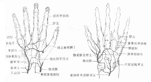 手的血液供应