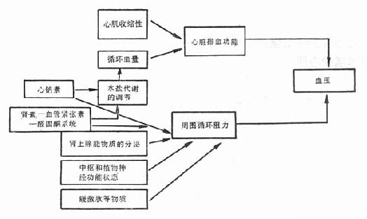 血压的调节机制