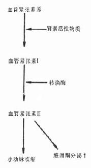 肾素-血管紧张素-醛固酮系统