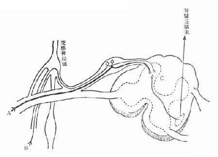 腹痛发生的神经传导