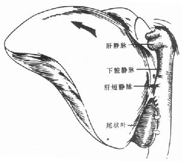 将肝脏向右翻转，逐根结扎肝短静脉