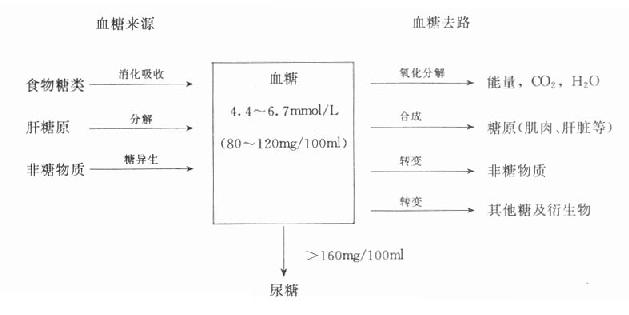 血糖的来源与去路