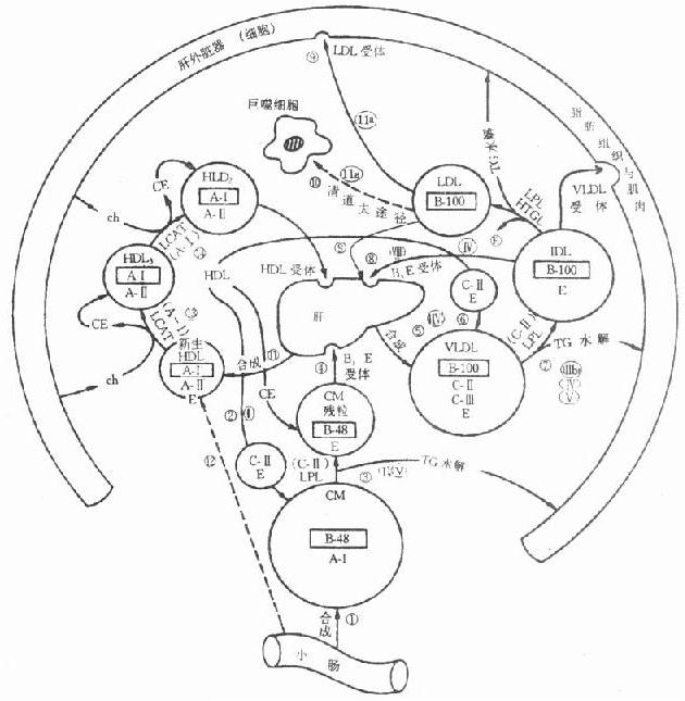 脂蛋白主要代谢途径