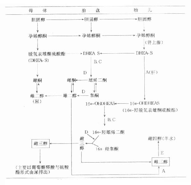 胎儿-胎盘复合体雌激素合成途径