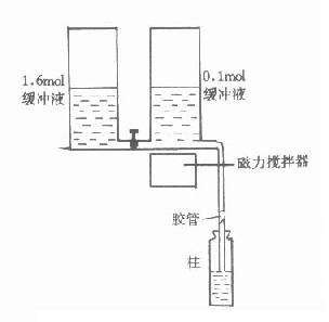 梯度洗脱示意图