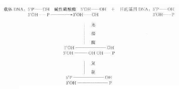 经碱性磷酸酶处理后载体DNA与目的基因DNA的连接