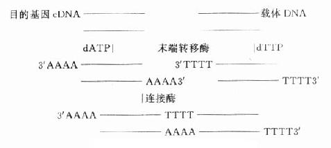 基因重组方案之一