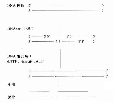 DNA随机引物标记法