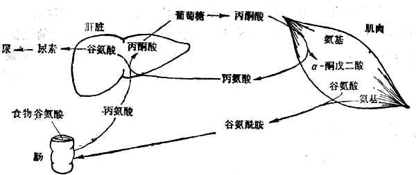 葡萄糖-丙氨酸循环 