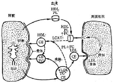 HDL代谢特点 