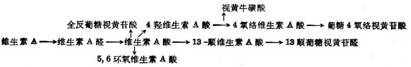 维生素A的氧化代谢的可能途径 