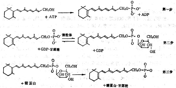 VA在糖蛋白合成中的作用 