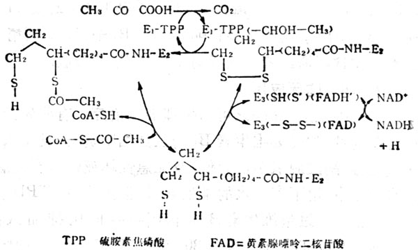 酮脱氢酶的作用 