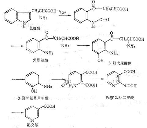 色氨酸转变为尼克酸的途径 