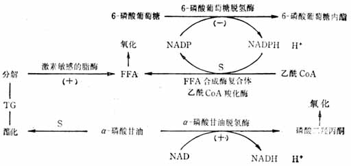 动力的活动防止肥胖的机制示意图 