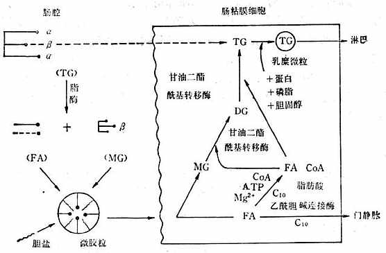 脂肪消化吸收过程 