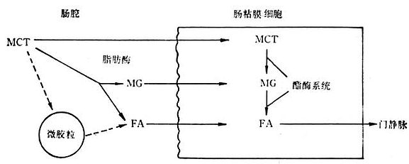 脂肪消化吸收过程 