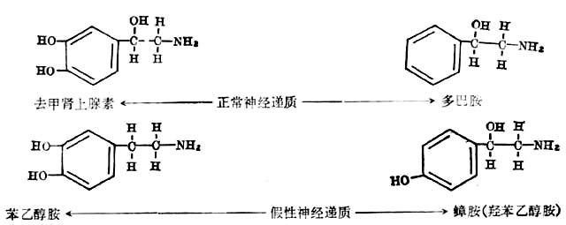  正常神经递质与假性神经递质的化学构造