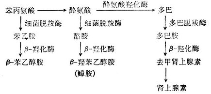 肾上脉素与假性神经递质形成过程示意图 