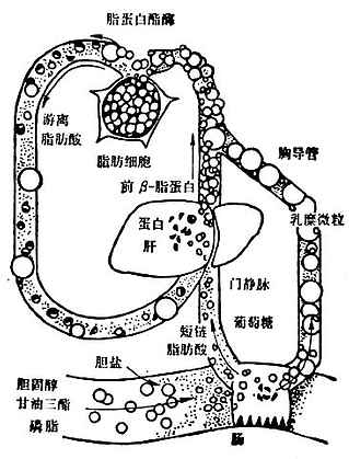 乳糜微粒和VLDL代谢略图 