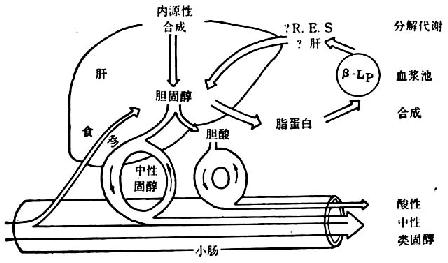 肝脏胆固醇代谢略图 