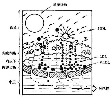 损伤反应学说略图 