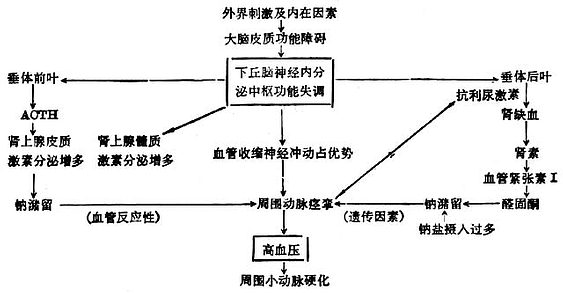 高血压病发病原理示意图 