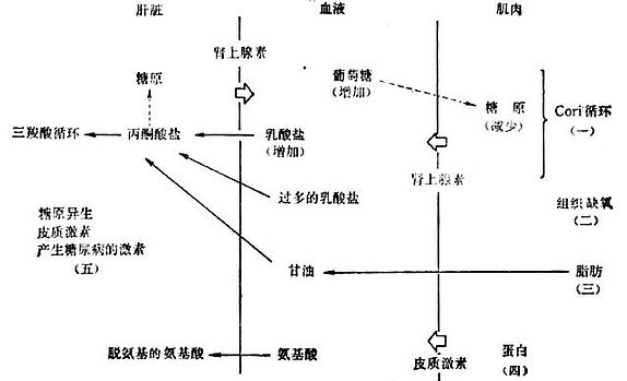 创伤后碳水化物代谢变化图解 