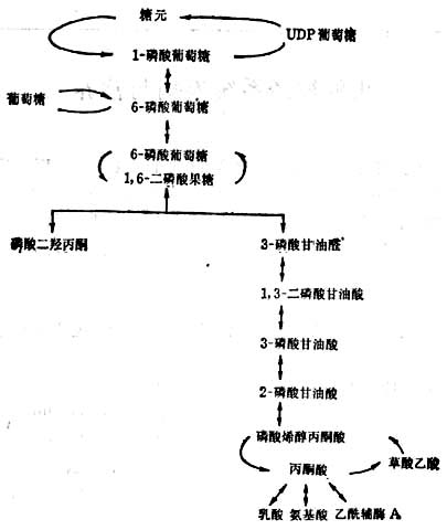  脑的糖酵解途径