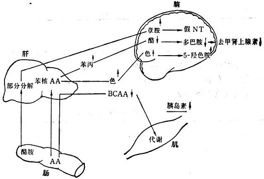  肝性脑病的代谢紊乱