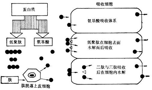 氨基酸与低聚肽的运输体系 