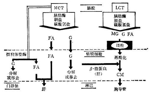 LCT与MCT的消化与吸收 