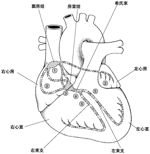 心脏的电传导通路