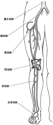 下肢动脉