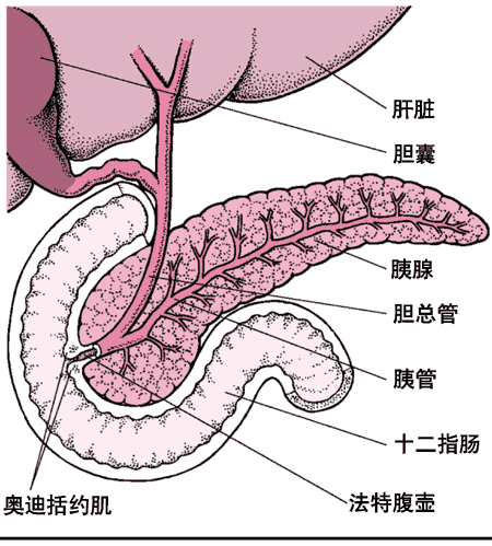 胰腺的位置