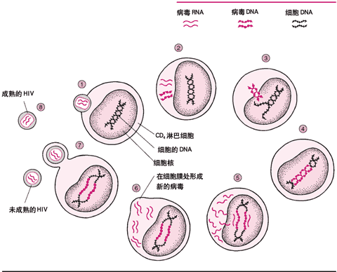 人类免疫缺陷病毒的简要生活史