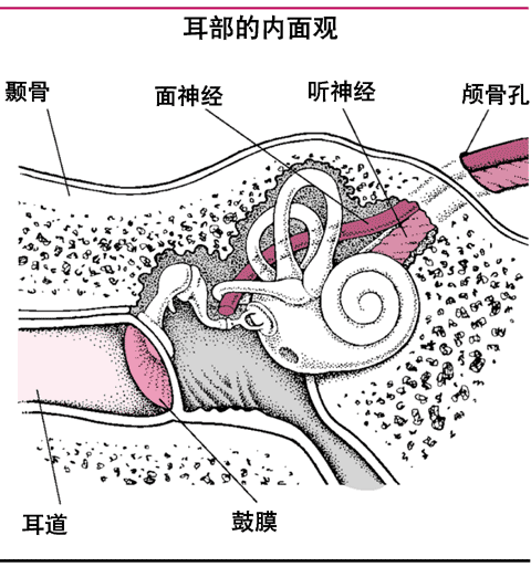 耳的内面观