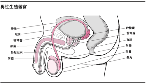 男性生殖系统