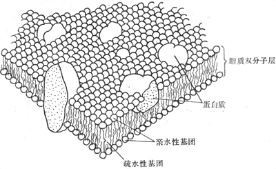 膜的液态镶嵌式模型