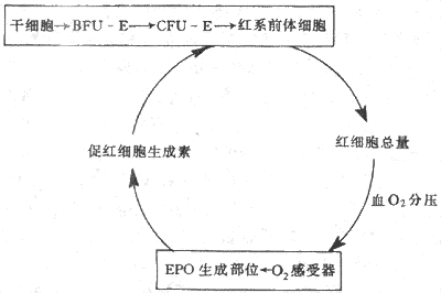 EPOA调节红细胞生成的反馈调节环